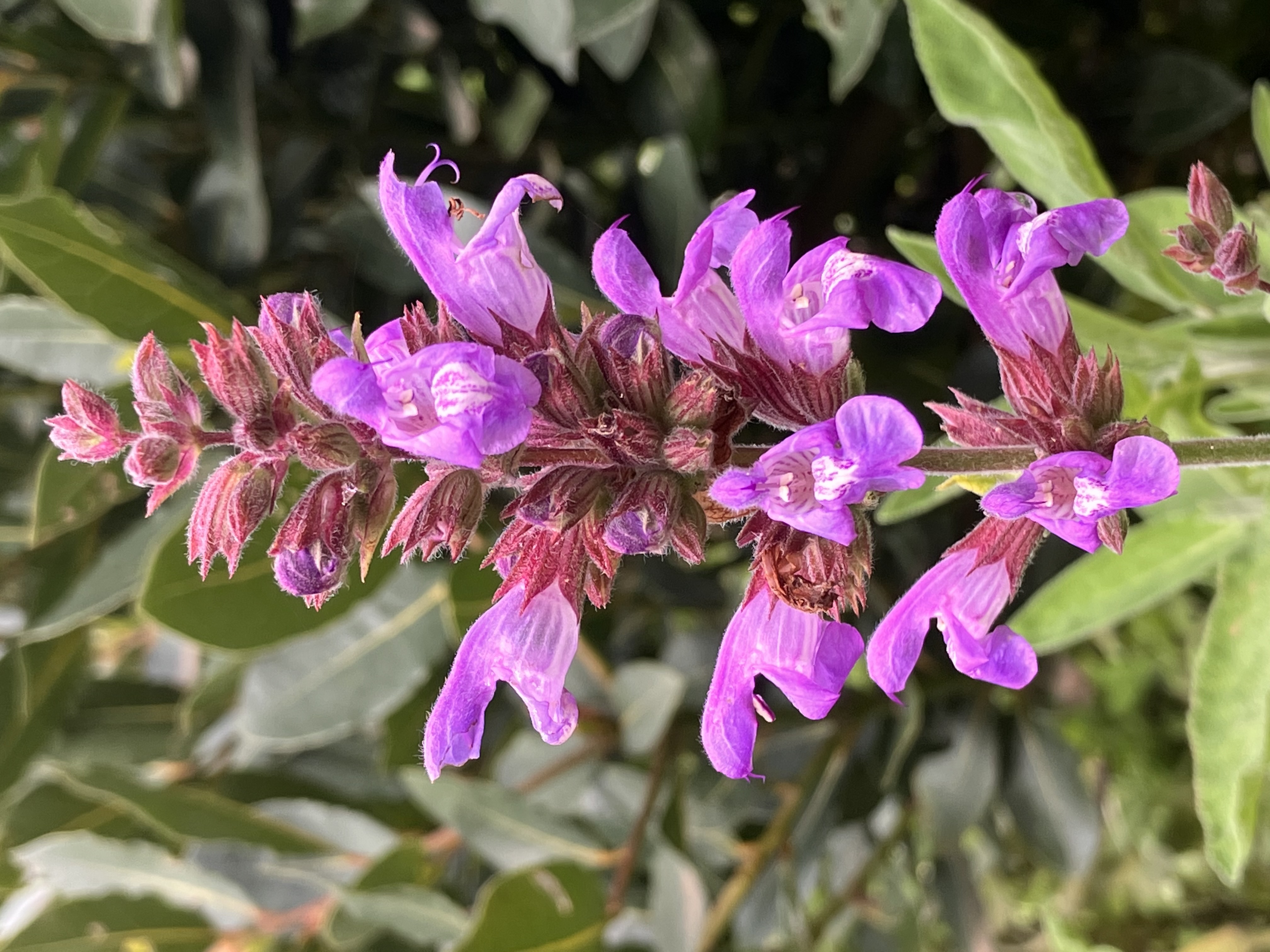 Rencontre avec la Sauge - Salvia Officinalis