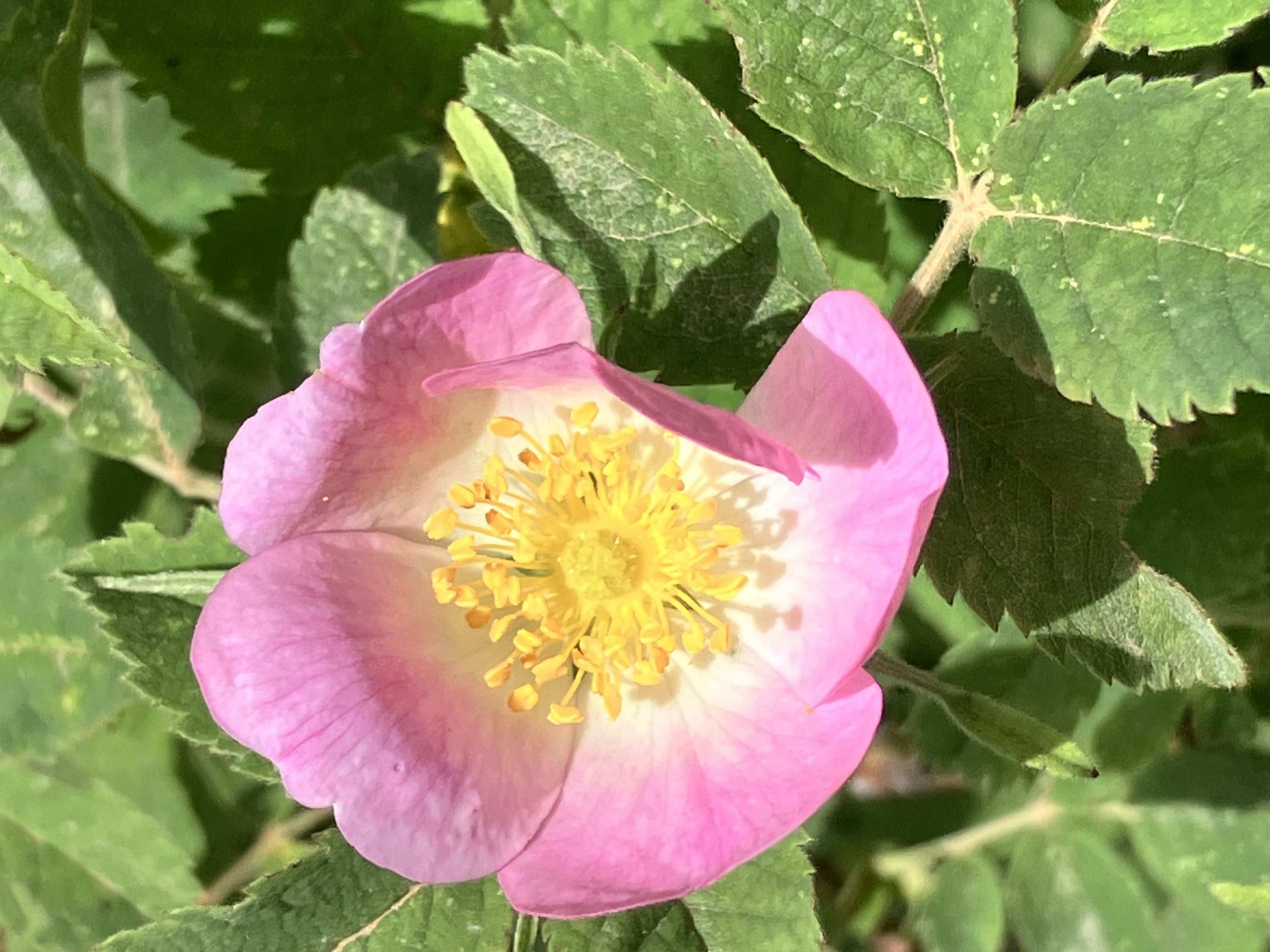 Wild Rose - Eglantier