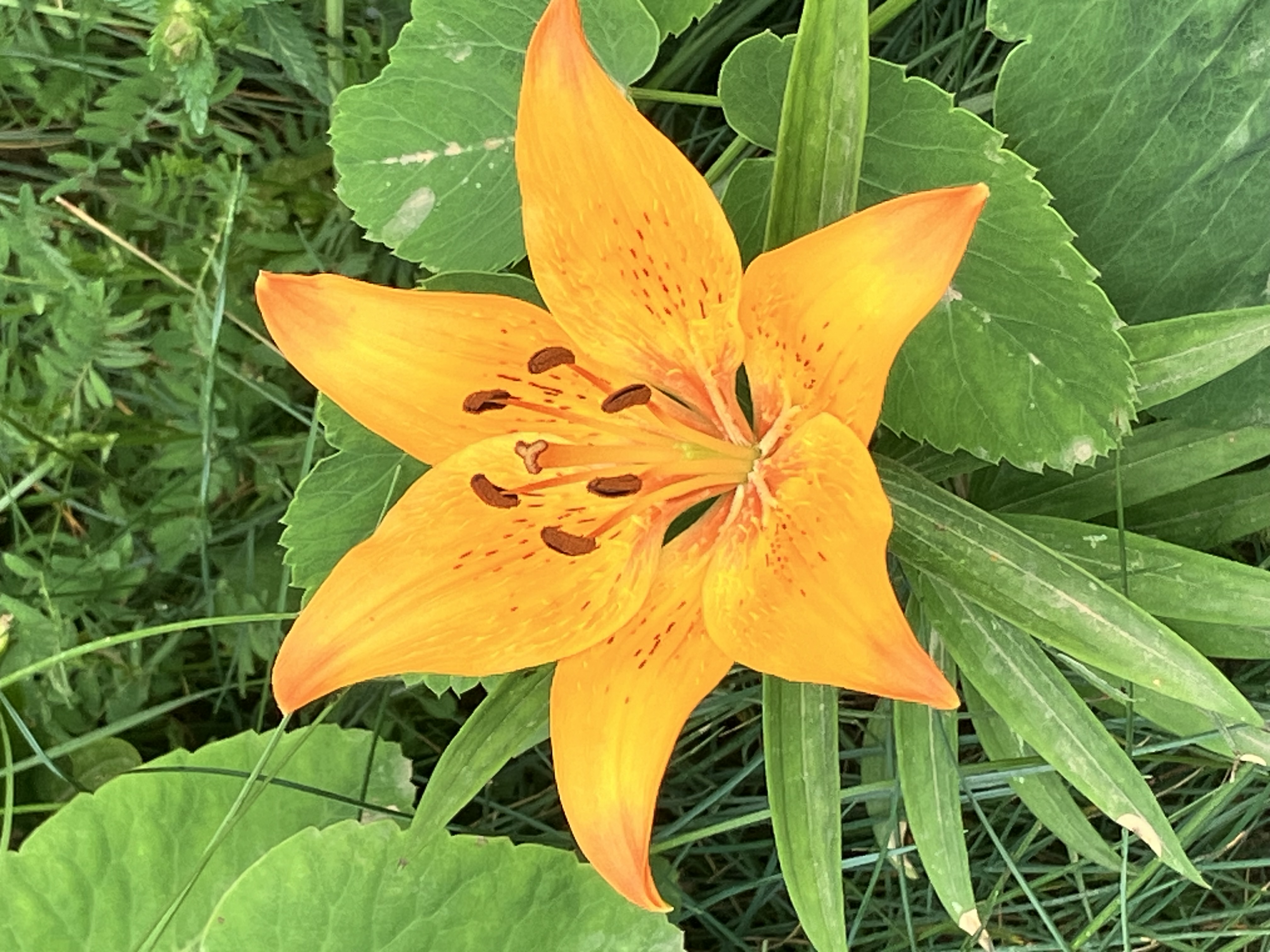Lilium Bulbiferum