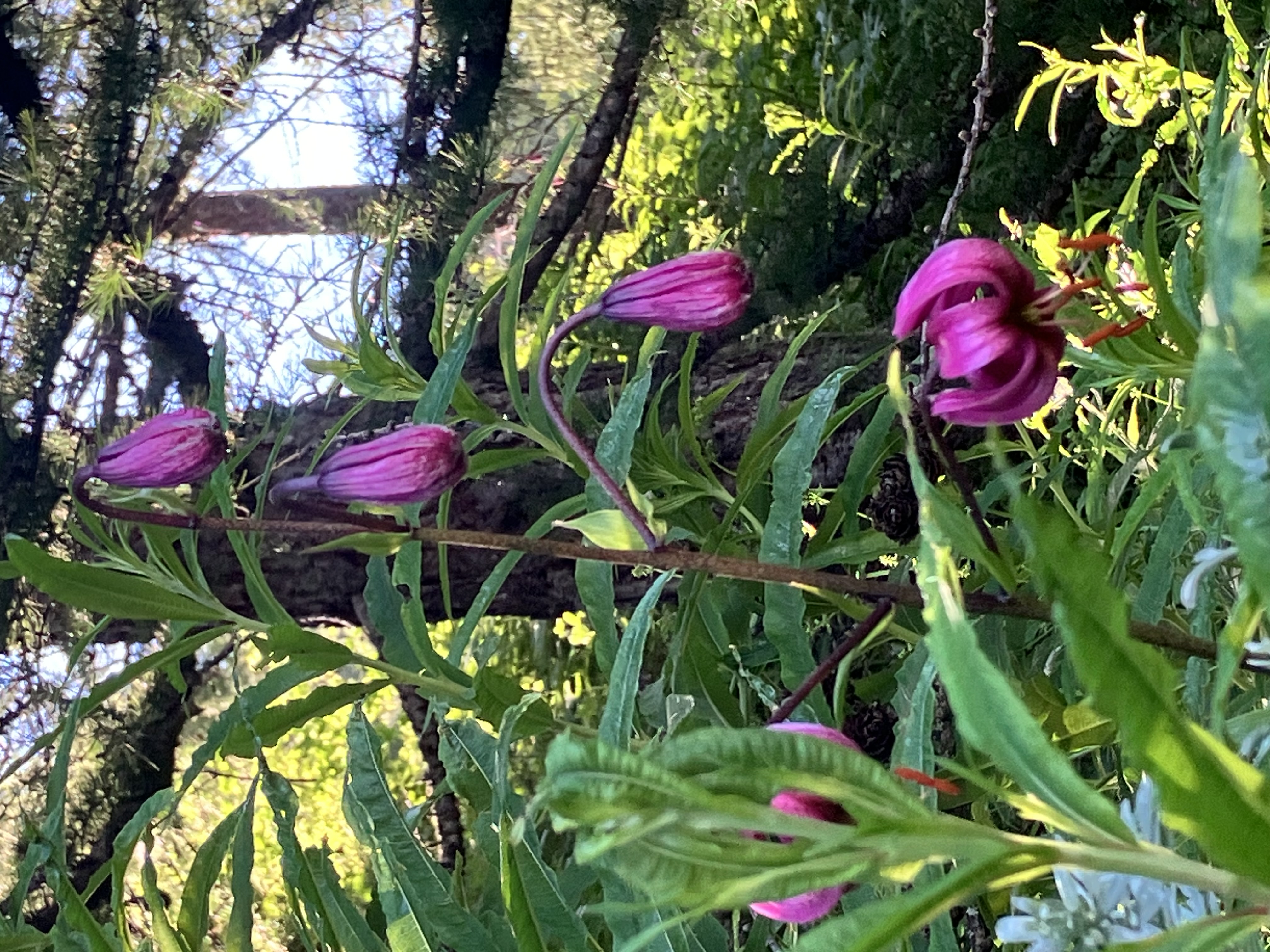 Lilium Martagon