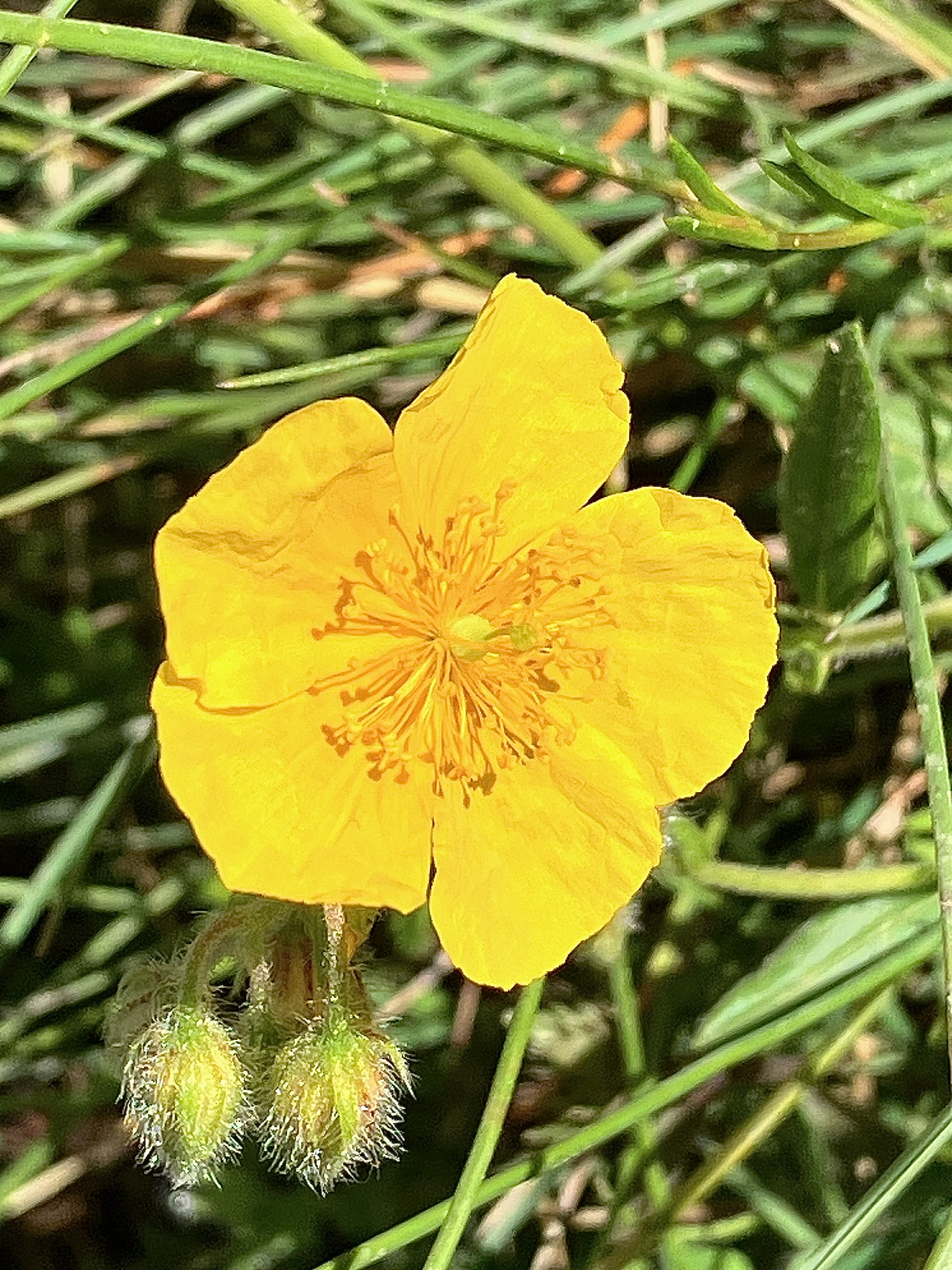 Hélianthème - Rock Rose - Abriès en Queyras - 02/07/24