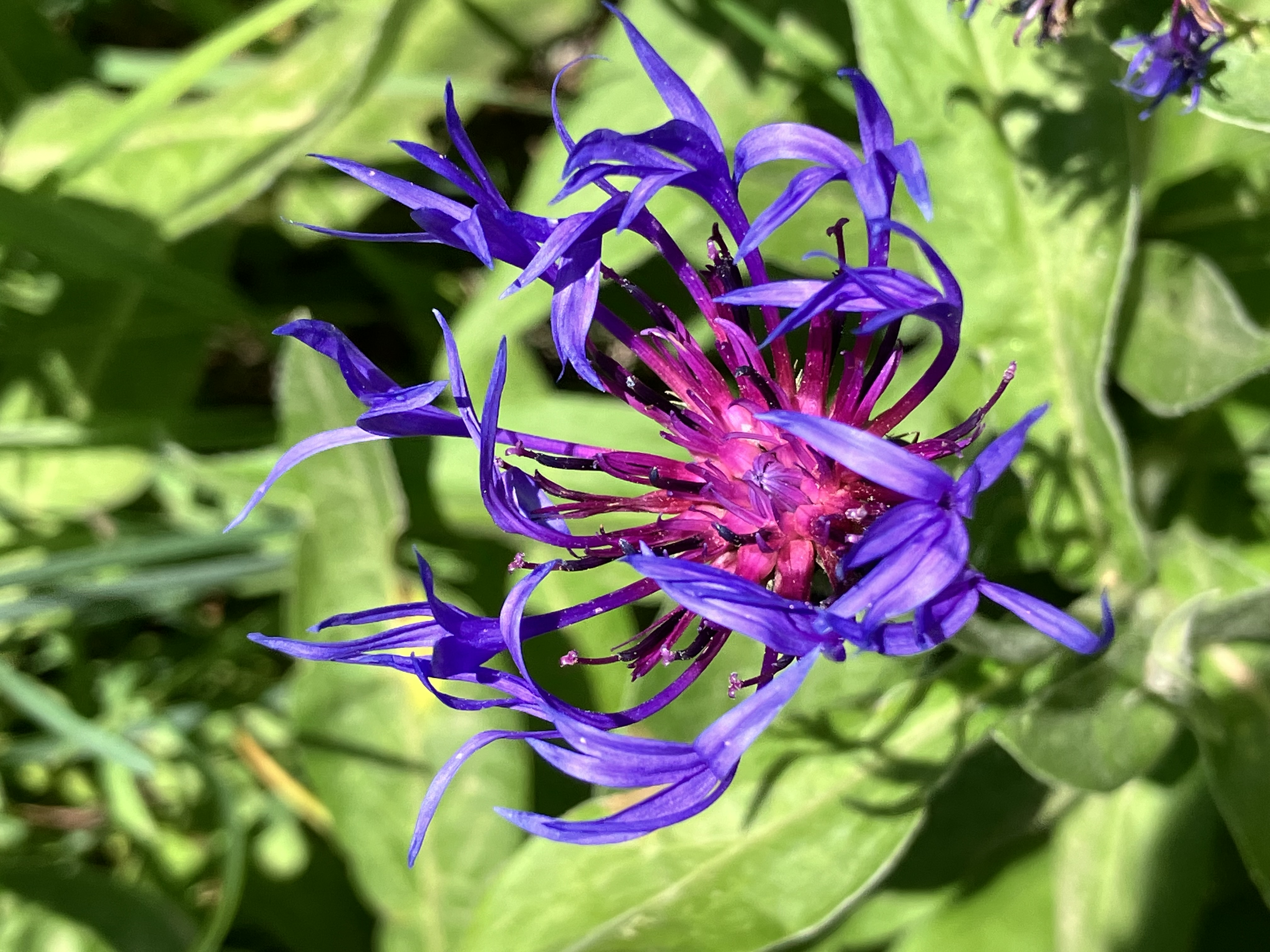 Centaurea Montana