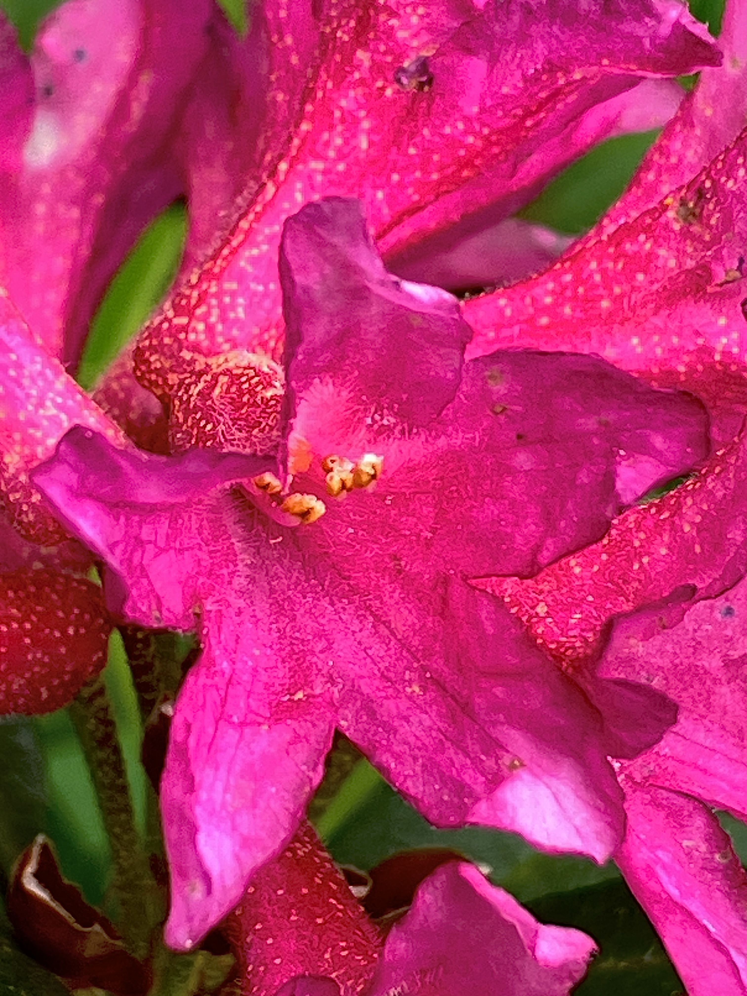 Rhododendron ferrugineux