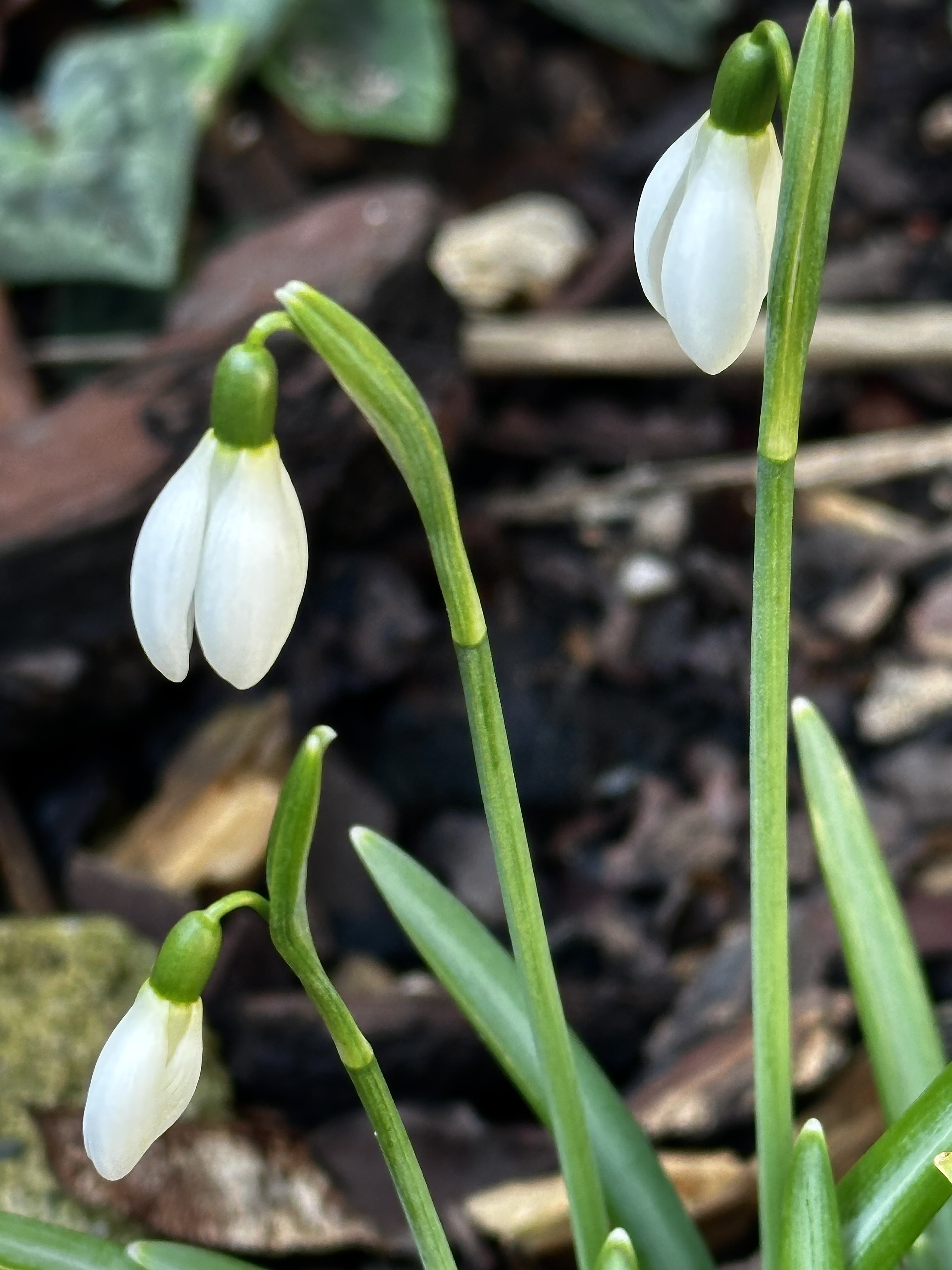 Rencontre avec le Perce-neige