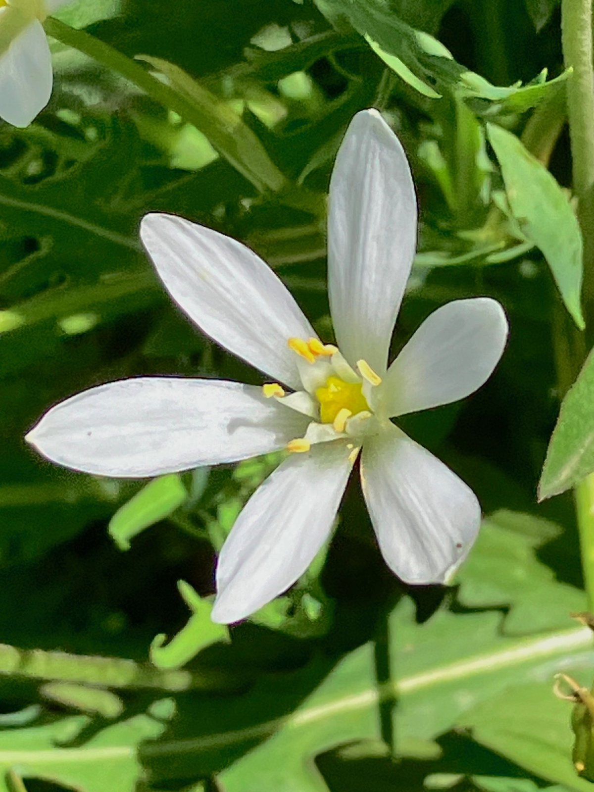 Etoile de Bethléem - Notre Dame de Onze heures