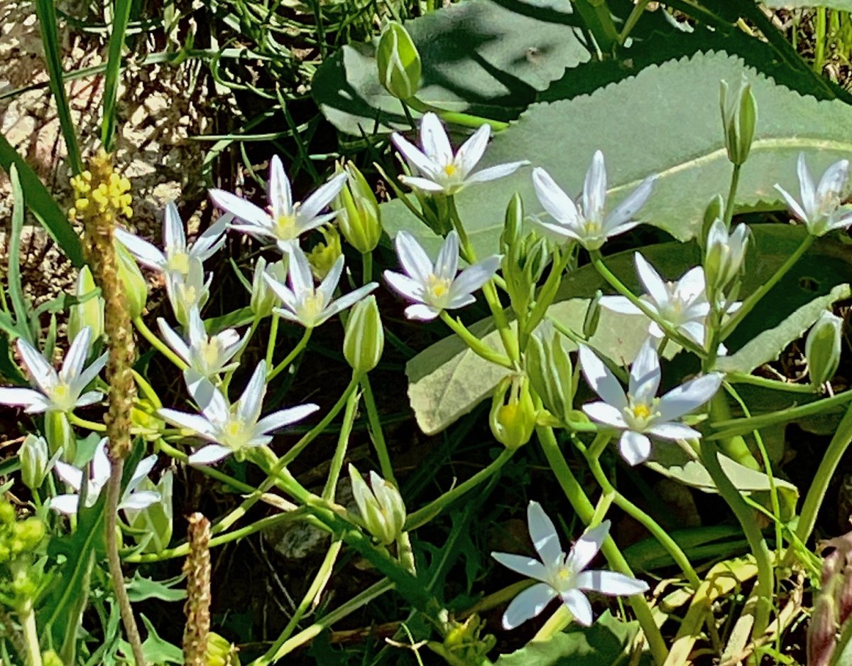 Star of Bethlehem - Ornithogalum umbellatum