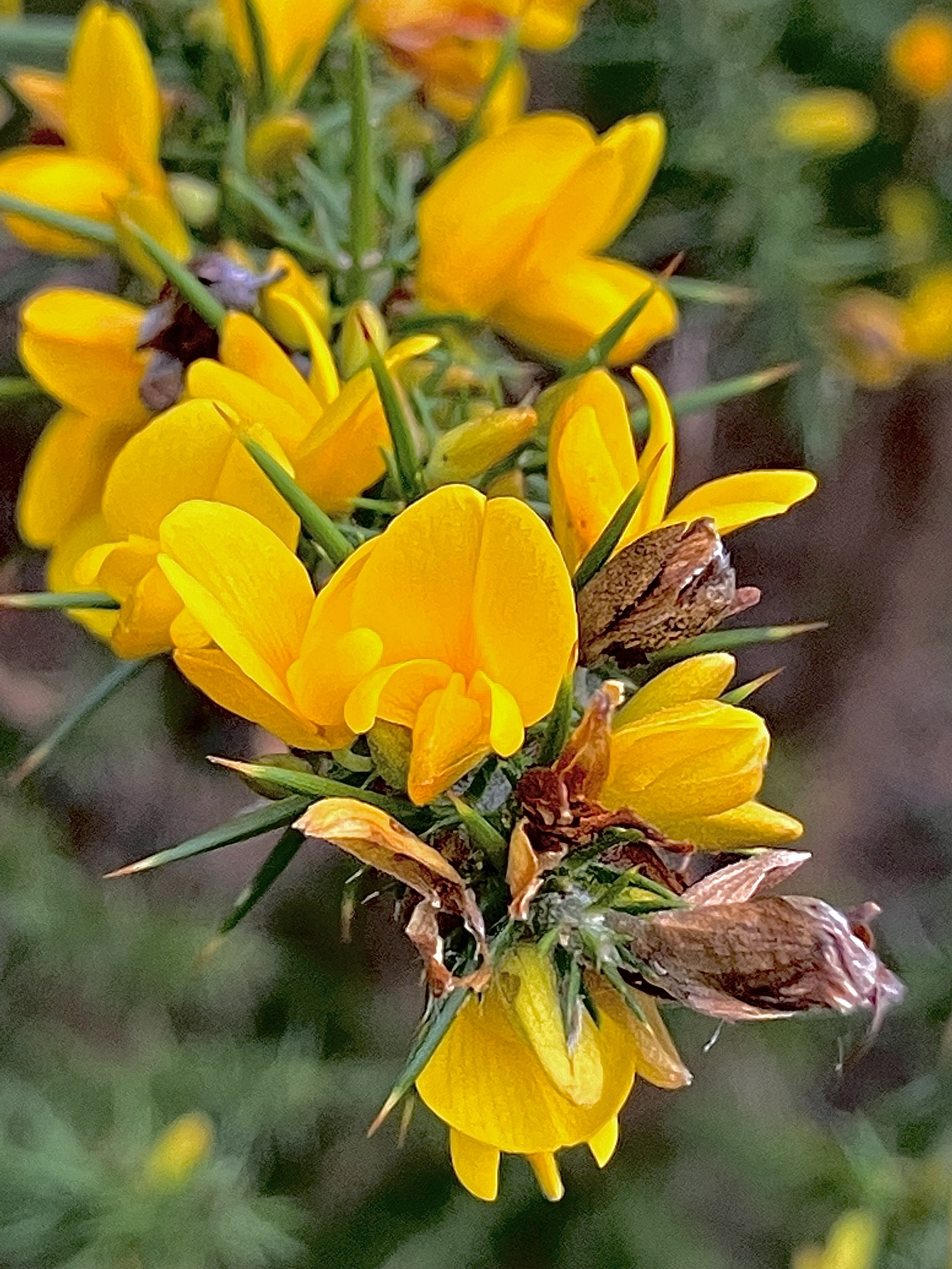 Rencontre avec l’élixir de GORSE - Ajonc